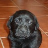 Brutus2011
